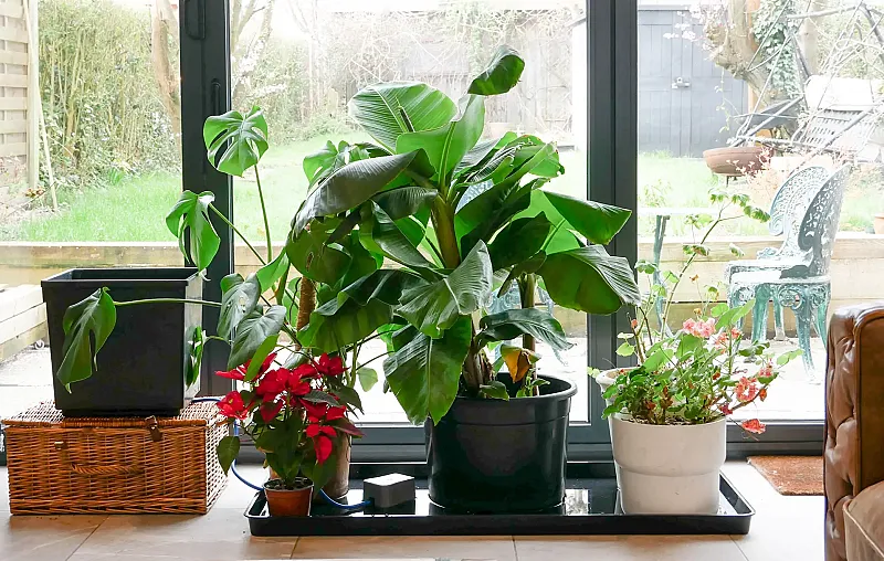 Win easy2GO Holiday Watering Bundles