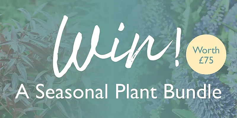Win a Seasonal Plant Bundle with Hillier