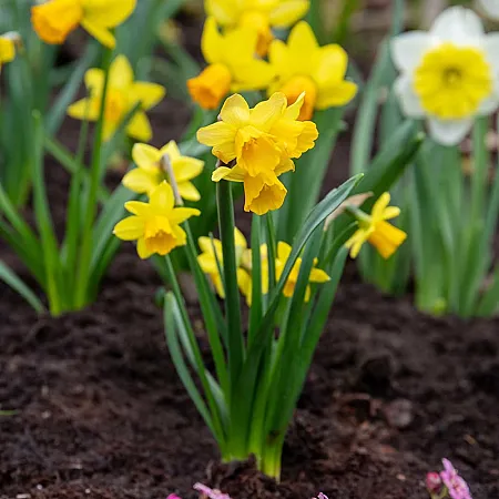 Prize image for Win 3 Packs of Autumn Bulbs, 2 Bedding Packs and Liquid Flower Feed