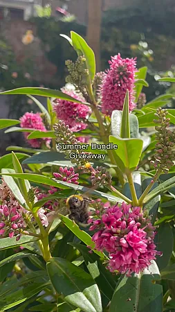 Prize image for Win 1 of 2 Tisserand Aromatherapy Summer Essentials Bundles