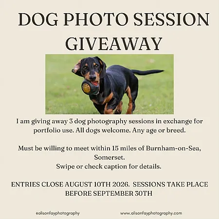 Prize image for Win a Dog Photoshoot Session