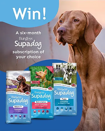 Prize image for Win a Six Month Supadog Subscription