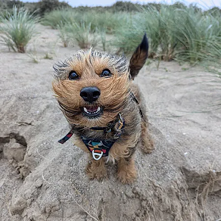 Prize image for Win £100 worth of Forthglade grain free dog goodies