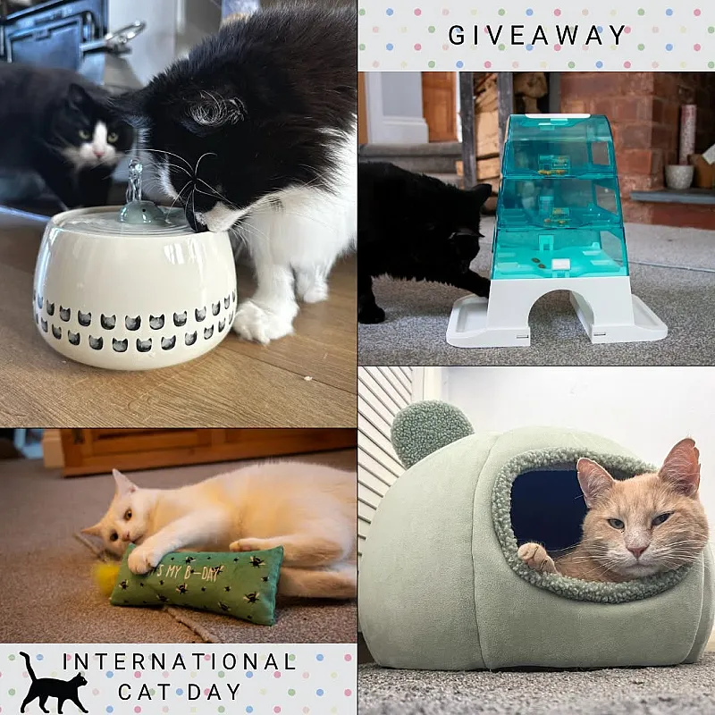 Win a Bundle of Cat Goodies