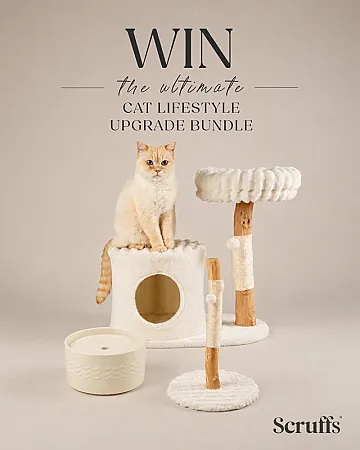 Win the Ultimate Cat Lifestyle Upgrade Bundle