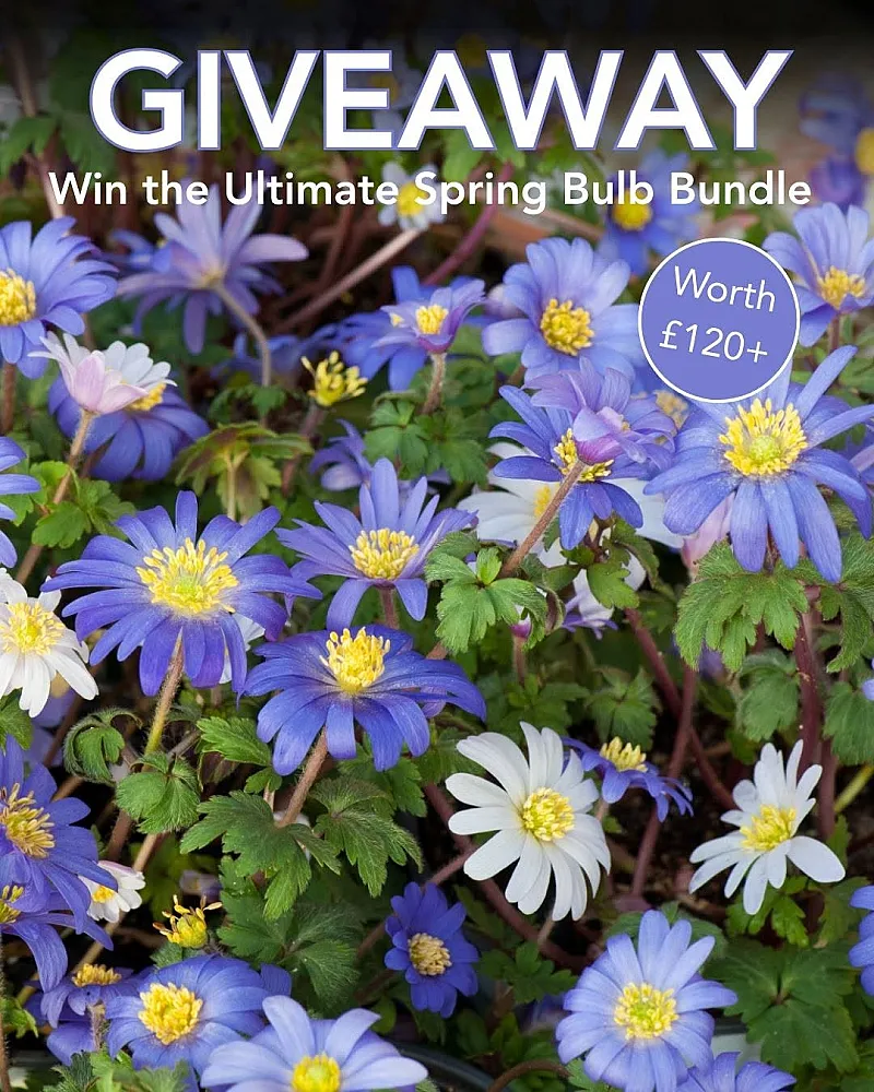 Win 1000 Spring Bulbs