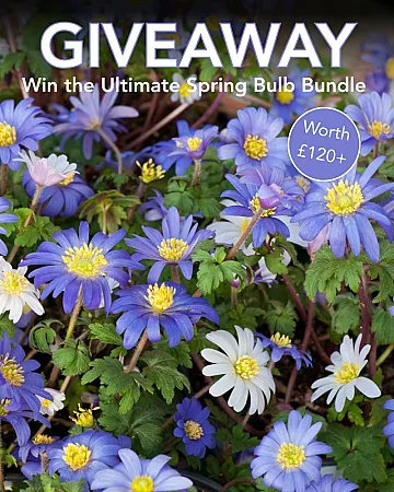 Win 1000 Spring Bulbs