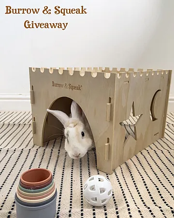 Win a Burrow & Squeak Hide and Snuffle Mat