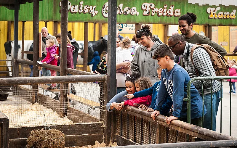 Win a Family Day Ticket to Folly Farm!