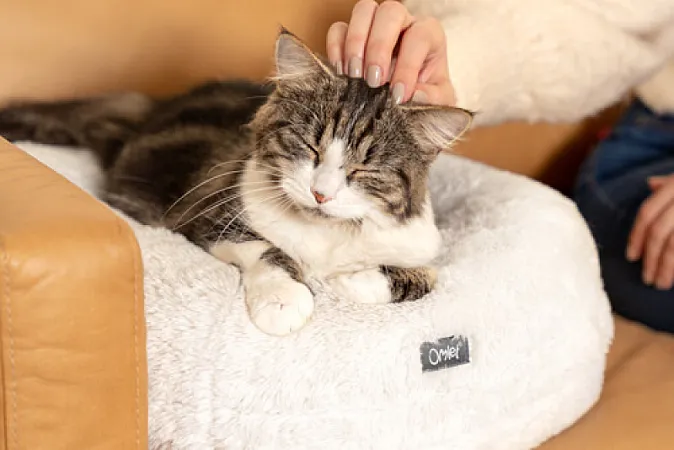 Prize image for Win £1500 Omlet Credit for Cat Products