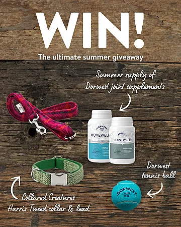 Prize image for Win a Harris Tweed Collar & Lead, Dorwest Joint Supplements and Tennis Ball