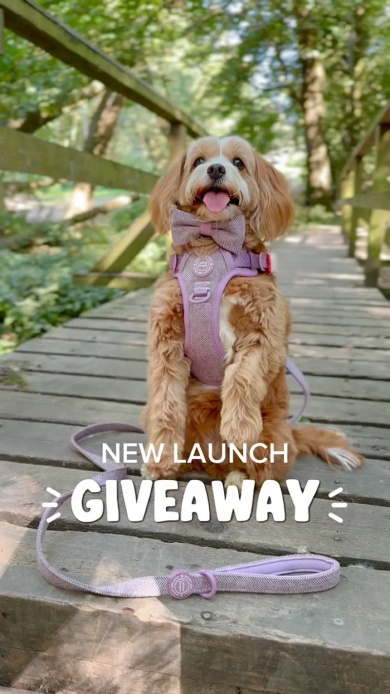 Win a Trail & Glow Bundle + Dog Walking Bag
