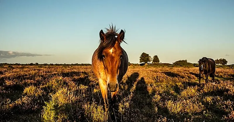 Win an Autumn Family Break to Hampshire