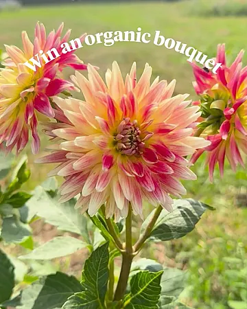 Win a Seasonal Organic Bouquet