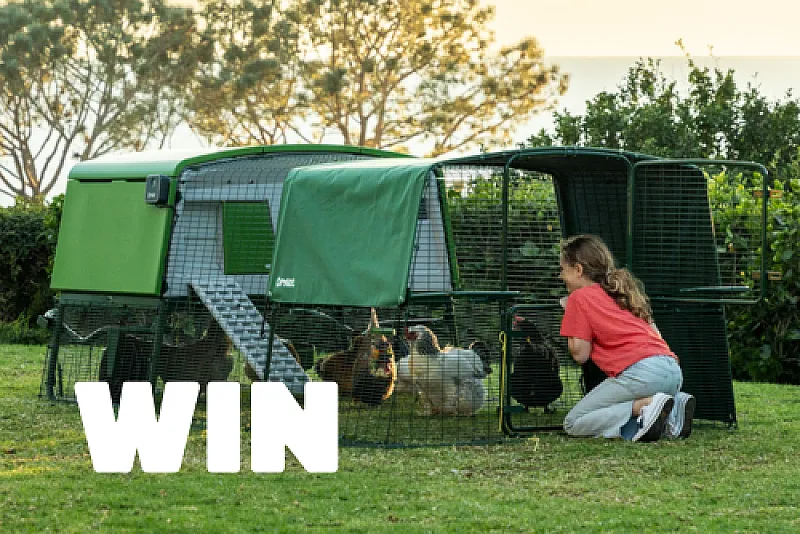 Win The Ultimate Chicken Accessories Bundle