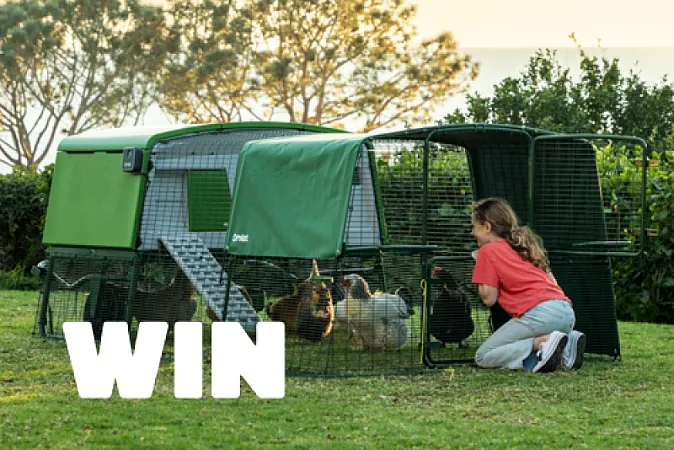 Prize image for Win The Ultimate Chicken Accessories Bundle