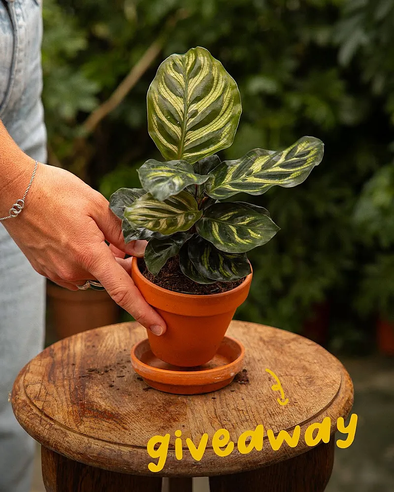 Win a Baby Calathea Makoyana