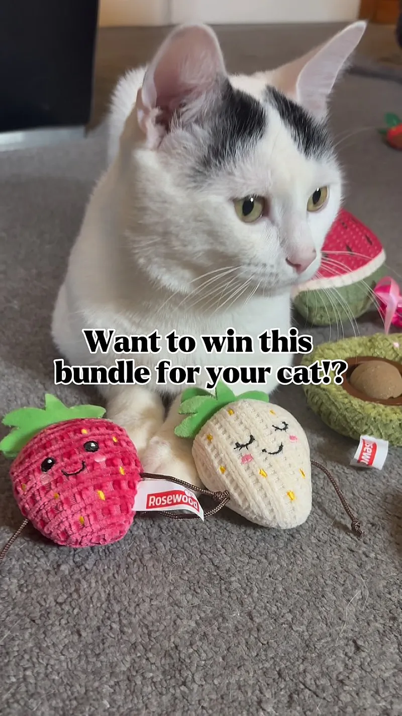 Win Cat Toys