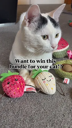 Prize image for Win Cat Toys