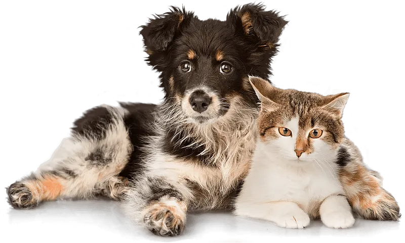 Win an Online Pet Consultation