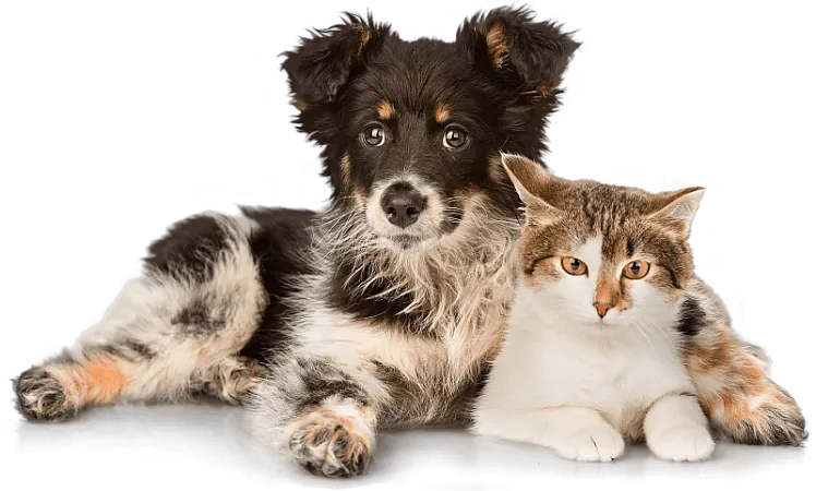 Prize image for Win an Online Pet Consultation