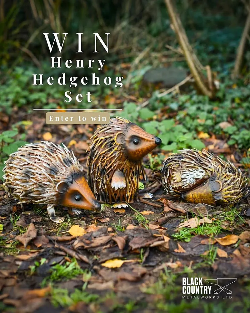 Win a Henry Hedgehog Set