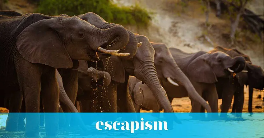Win £740 towards a Southern African Safari for 2 with Bushtracks