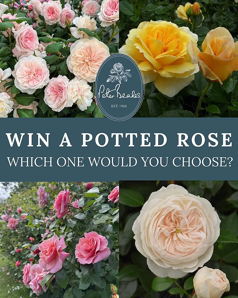 Win a Potted Rose