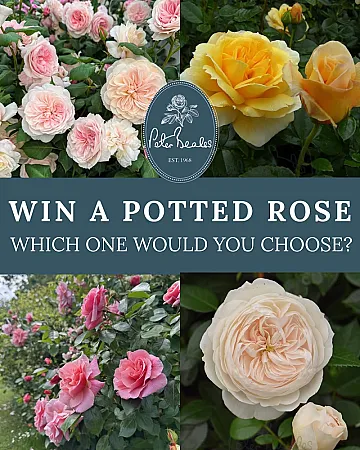 Prize image for Win a Potted Rose