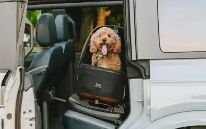 Win a Tavo Pets Maeve Pet Car Seat