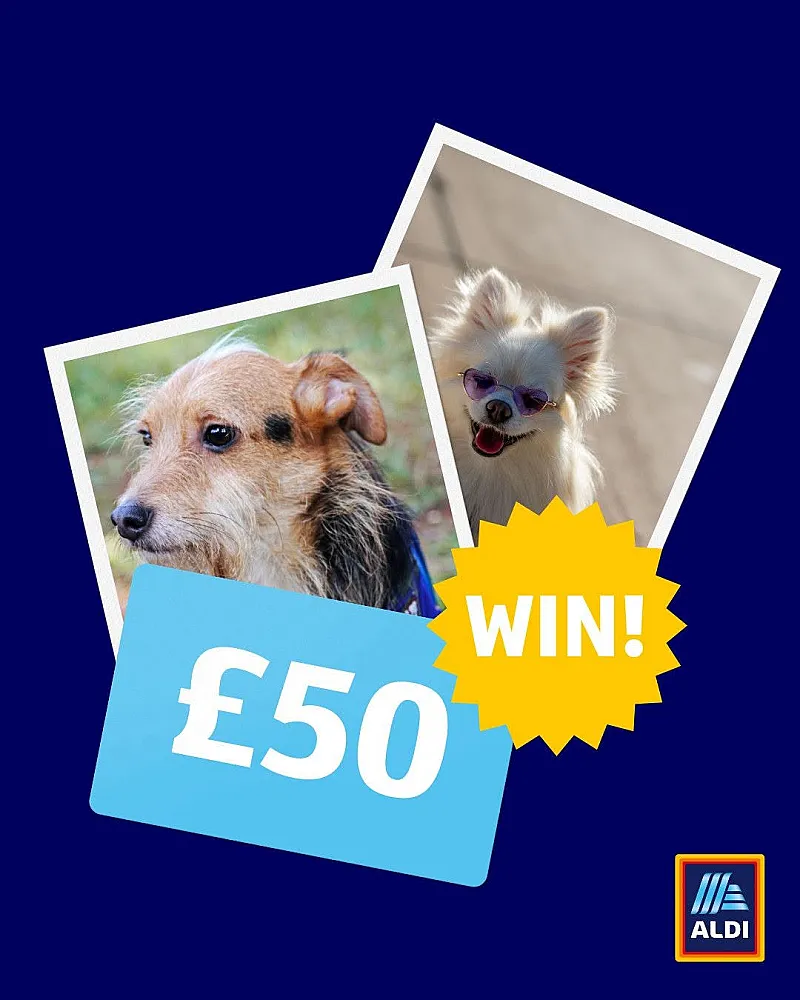 Win a £50 Voucher for Dog Lovers