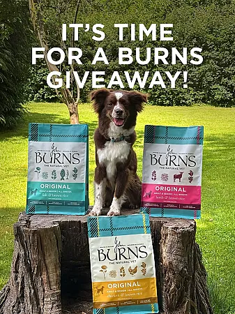 Prize image for Win a Burns Dog Food Bundle