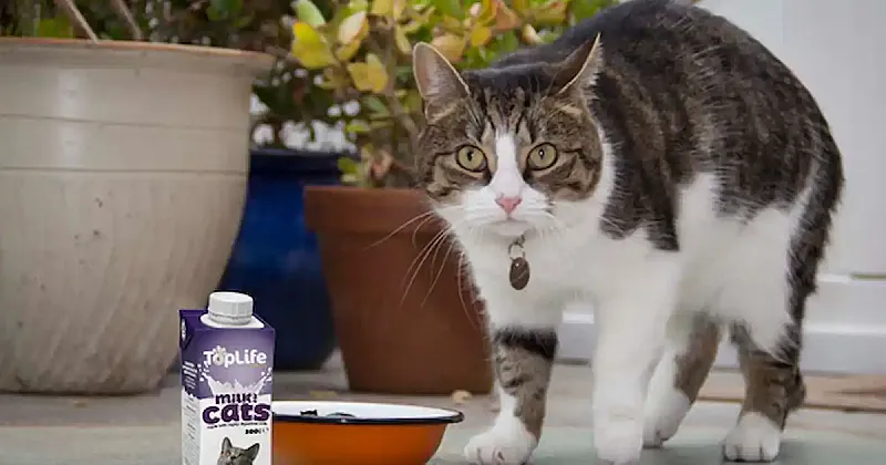 Win A Month's Supply of TopLife Milk for Cats