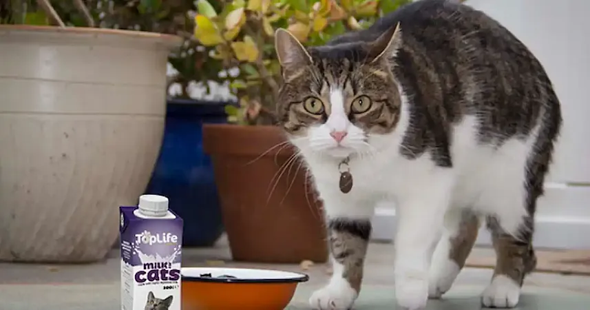 Prize image for Win A Month's Supply of TopLife Milk for Cats