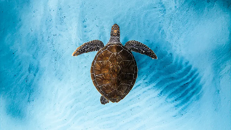 Win 2 tickets to The Ocean Film Festival World Tour at G Live, Guildford