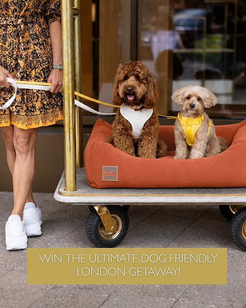 Win the Ultimate Dog Friendly London Getaway