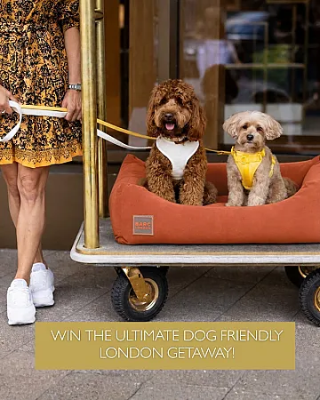 Prize image for Win the Ultimate Dog Friendly London Getaway
