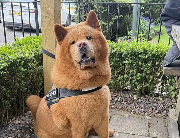 Win Dog Friendly Lunch at Gael and Grain, Scotland