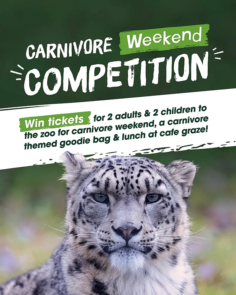 Win a Family Day Out at Marwell Zoo's Carnivore Weekend