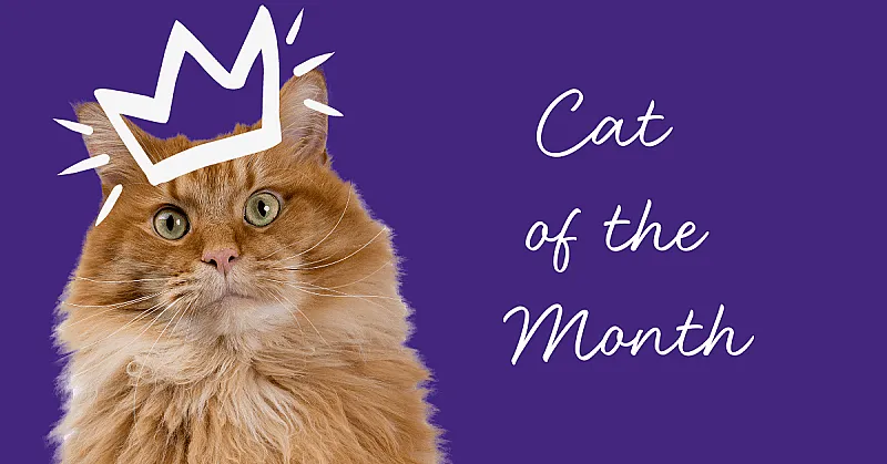 Win 1 of 30 Feliway Goodie Packs