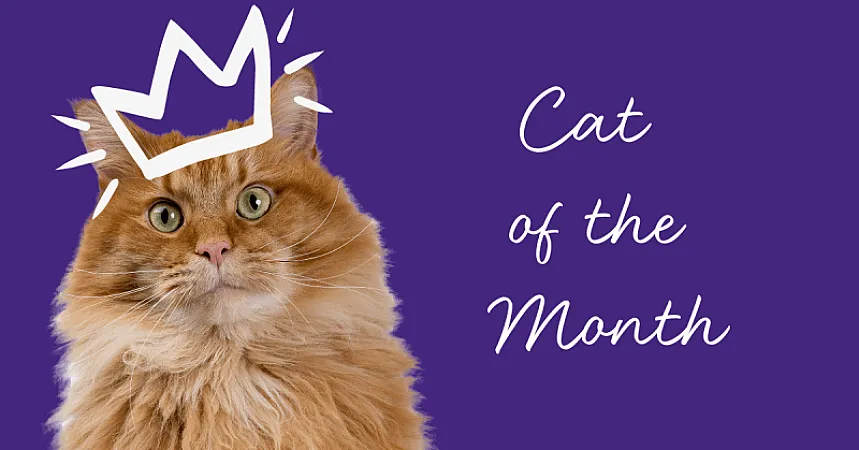 Win 1 of 30 Feliway Goodie Packs