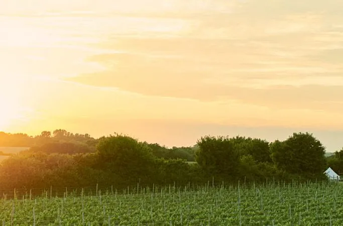 Prize image for Win an Ark Wines vineyard experience and a stay at The Bell Hotel, Saxmundham