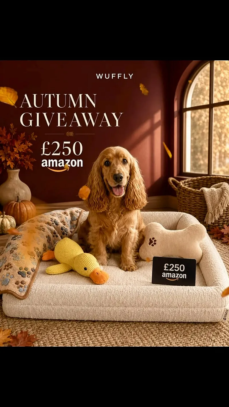 Win a Wuffly Dog Bed, Toys, Blanket & £250 Amazon Gift Card