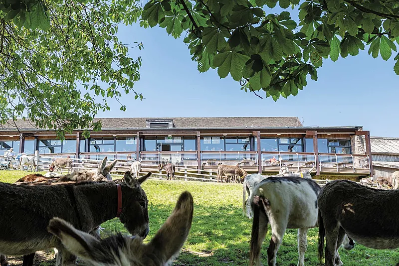 Win lunch at Sidmouth Donkey Sanctuary
