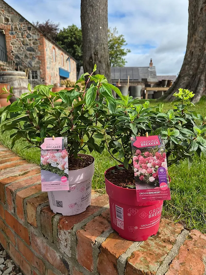 Win New Hydrangea Groundbreakers