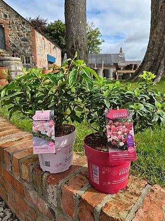 Prize image for Win New Hydrangea Groundbreakers