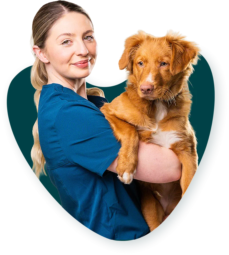 Win a luxurious pet-cation in London