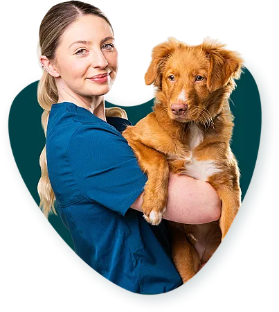 Win a luxurious pet-cation in London