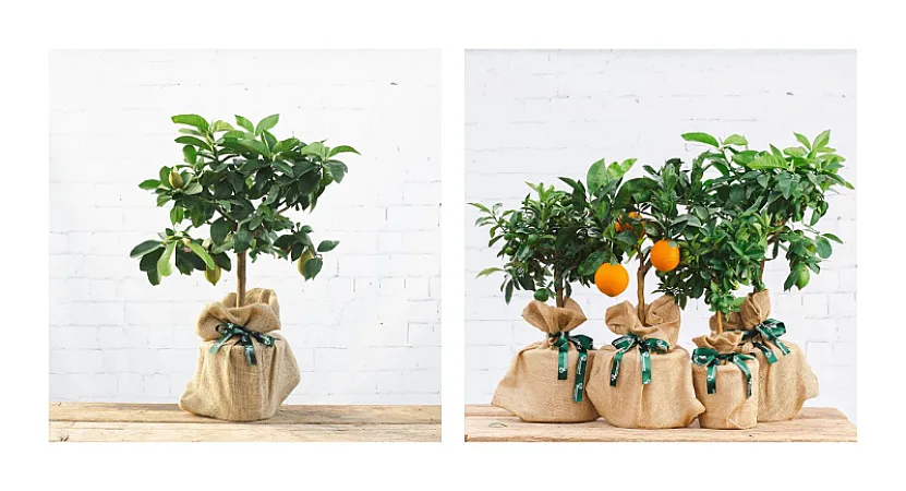 Prize image for Win £50 to spend on gifting with Tree2myDoor